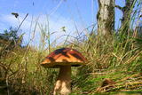 Steinpilz