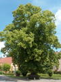 Naturdenkmal