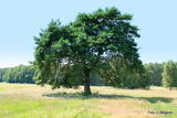 Naturdenkmal