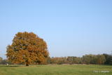 Naturdenkmal