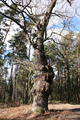 Naturdenkmal