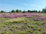 Borstgras und Callunaheide